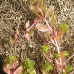 Lythrum borysthenicum Blatt