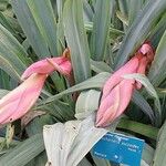 Beschorneria yuccoides 花