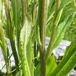 Tephroseris longifolia Leaf