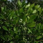 Lumnitzera racemosa Elinympäristö
