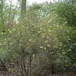 Rhododendron trichocladum Plante entière