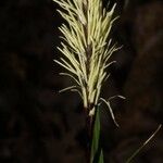 Carex picta Kvet