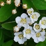 Spiraea nipponicaFlower