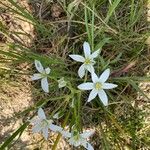 Ornithogalum divergensBloem