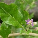 Lycium barbarum Folha