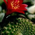 Rebutia minuscula Květ