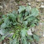 Leucanthemum ircutianum Bark