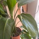 Strelitzia nicolai Φύλλο