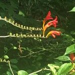 Crocosmia paniculataFlower