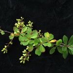 Berberis koehneana Staniste