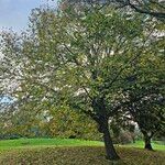 Tilia × europaeaHabitus