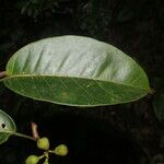 Ficus citrifolia পাতা