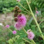 Mimosa diplotricha Flor