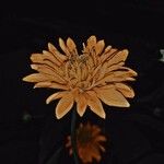 Rudbeckia laciniata Flower