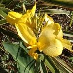 Canna glauca Кветка