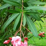 Nerium oleander Blodyn