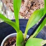 Oncidium crocidipterum Hoja