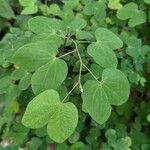 Bauhinia tomentosa 葉