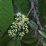 Casearia corymbosa Blad