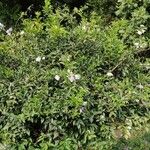 Brunfelsia pauciflora Цвят