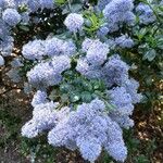 Ceanothus thyrsiflorus Flower