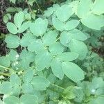 Thalictrum fendleri Leaf