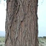 Prosopis cineraria Bark