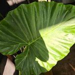 Alocasia macrorrhizos Листок