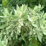 Cistus albidusBlatt