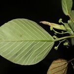 Coussapoa villosa Blad
