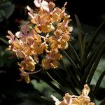 Vanda coerulescens Cvet