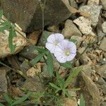 Ipomoea ternifolia 整株植物