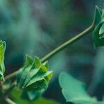 Euphorbia comosa