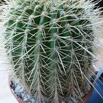 Echinopsis huascha Corteza