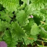 Primula sieboldii Hostoa