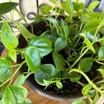 Peperomia serpensLapas