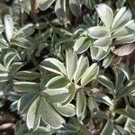 Acaena integerrima Leaf