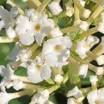 Buddleja albiflora Кветка