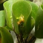 Lepanthes helleri Blomma
