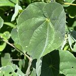 Abutilon mollissimum Fuelha