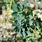 Coronilla valentina Blad