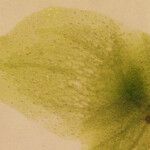 Lemna trisulca Leaf