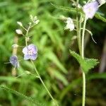 Veronica urticifolia 花