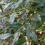 Sarcococca ruscifolia Vekstform