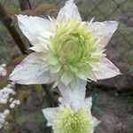 Clematis florida Kvet