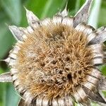 Carlina salicifolia Фрукт