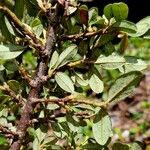 Cotoneaster dammeri Bark