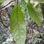 Annona haematantha Leaf