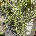 Euphorbia tirucalli অভ্যাস