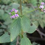 Lantana trifolia Leaf